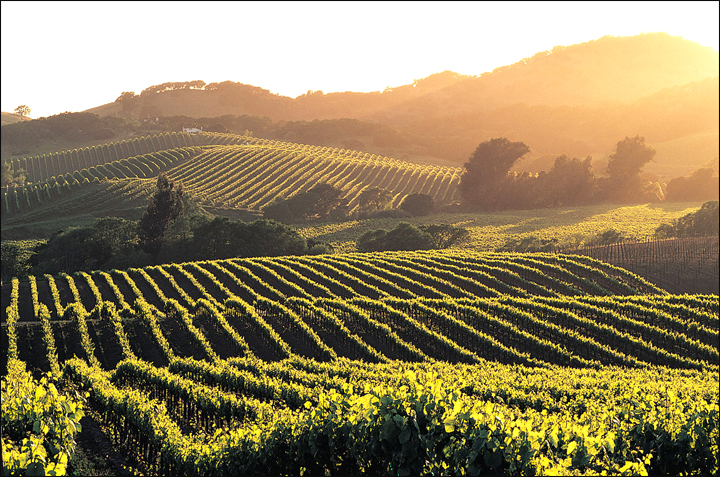 Vineyard